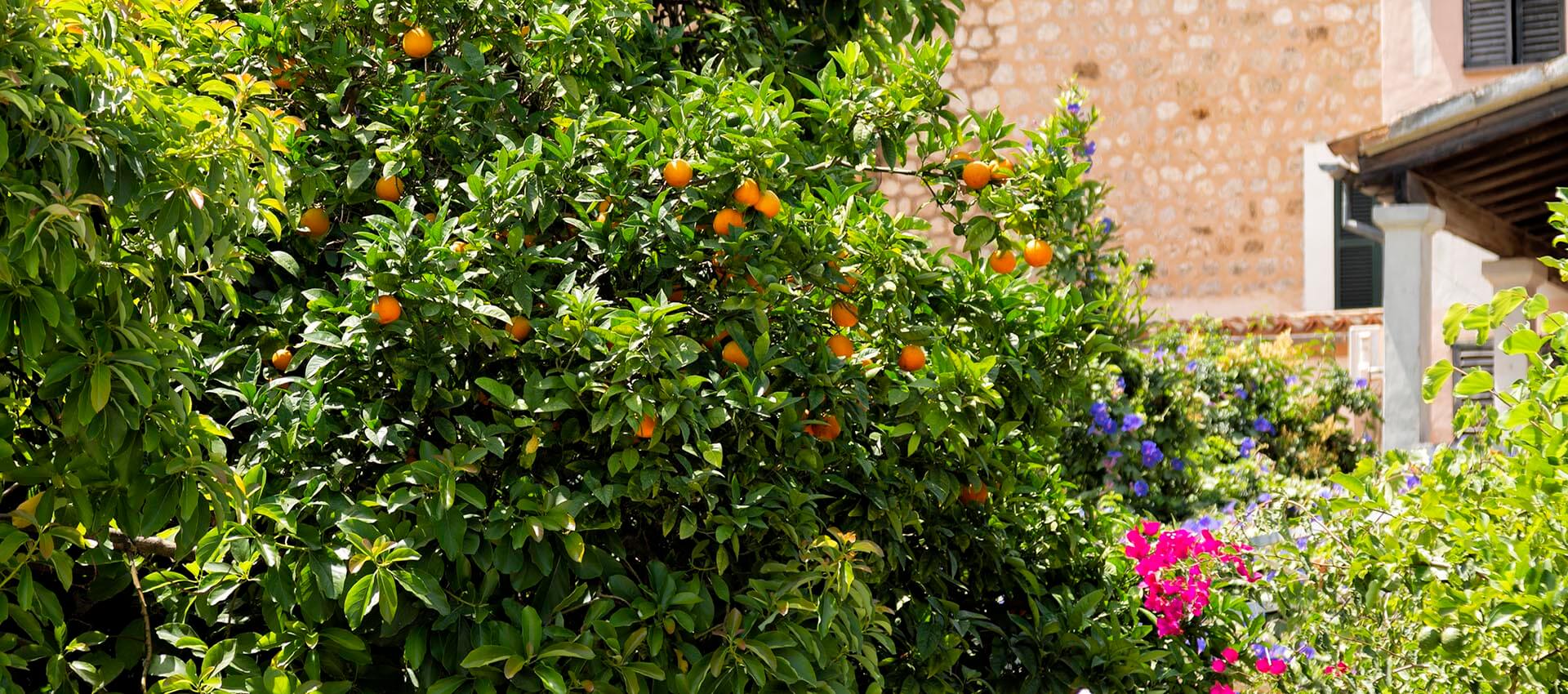Orange_Tree